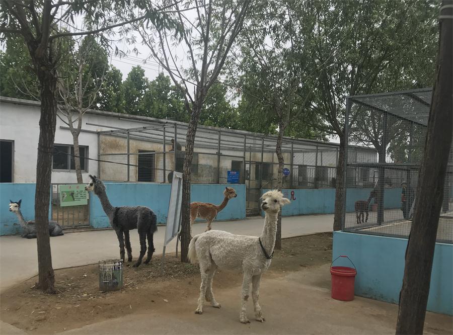 天鵝湖風(fēng)景區(qū)（泰山）速覽！(圖4)
