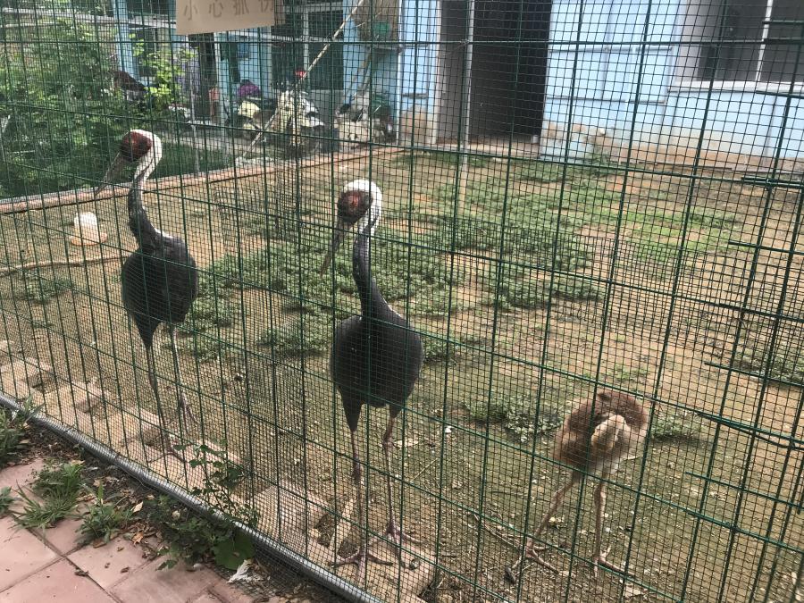 天鵝湖風(fēng)景區(qū)（泰山）速覽！(圖6)