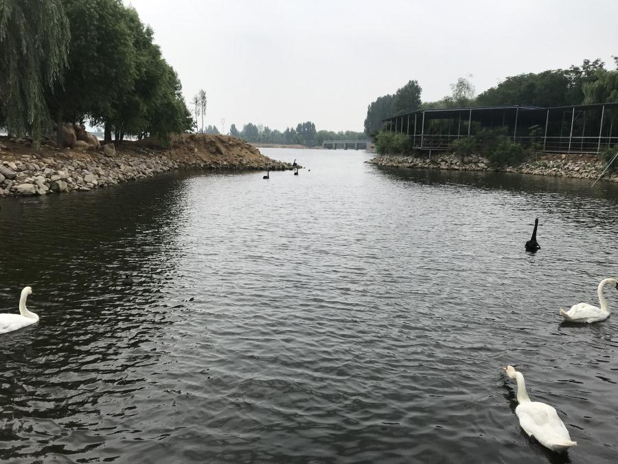 天鵝湖風(fēng)景區(qū)（泰山）速覽！(圖14)