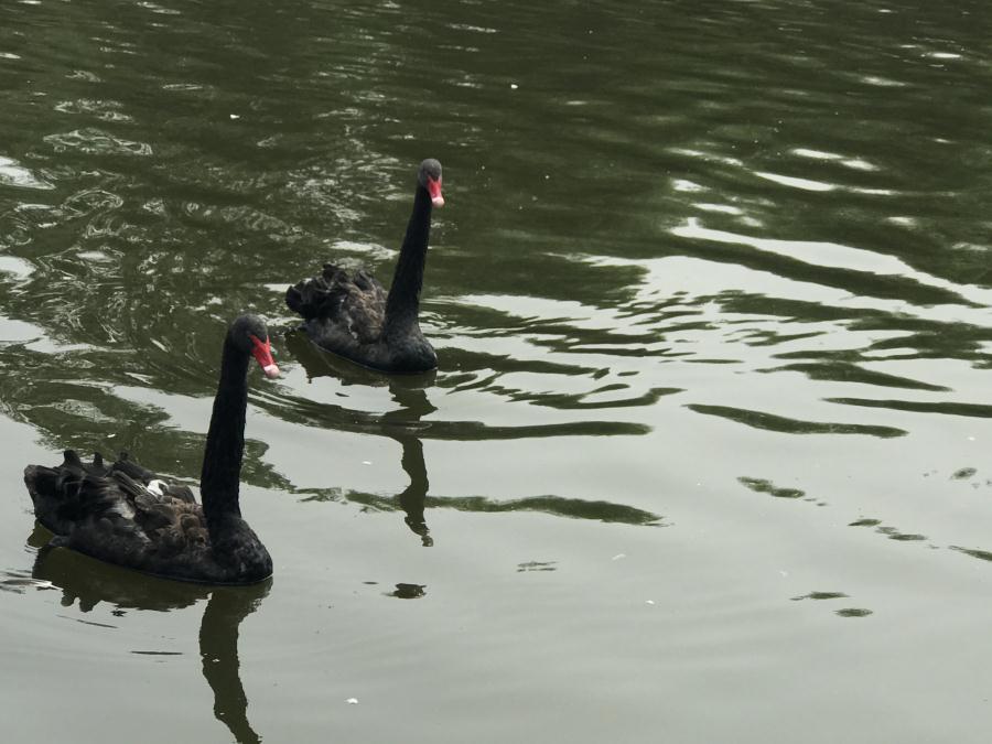 天鵝湖風(fēng)景區(qū)（泰山）速覽！(圖13)