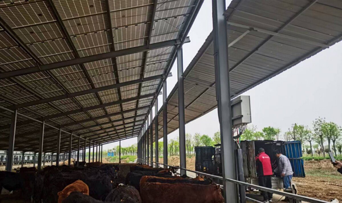 信橋鋼構(gòu)：打卡蒙陰農(nóng)業(yè)溫室大棚、青州黑牛養(yǎng)殖基地！(圖4)