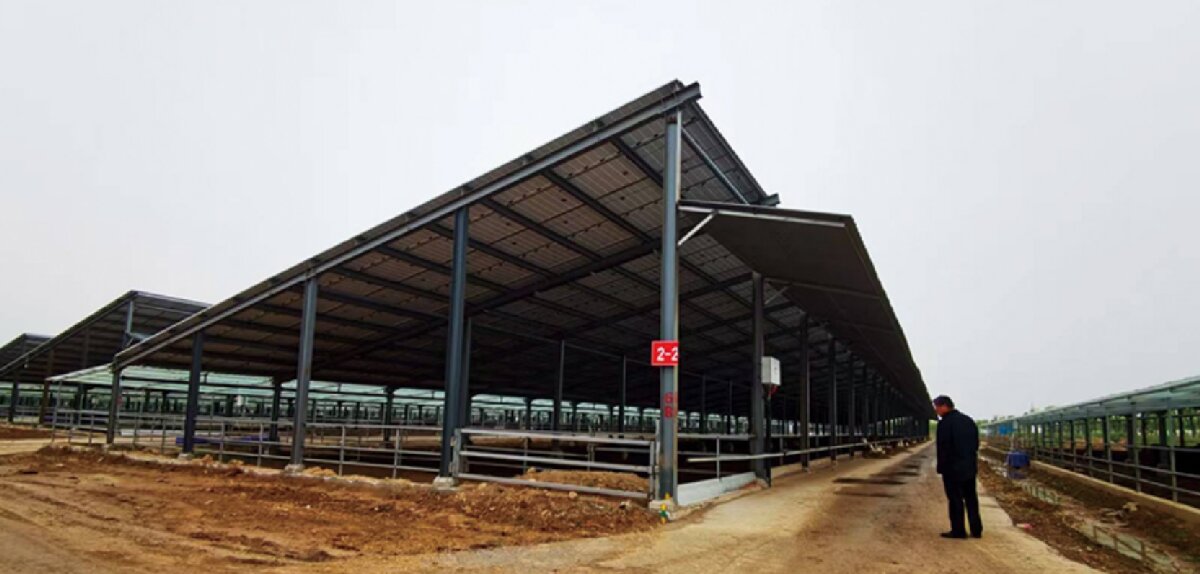 信橋鋼構(gòu)：打卡蒙陰農(nóng)業(yè)溫室大棚、青州黑牛養(yǎng)殖基地！(圖5)